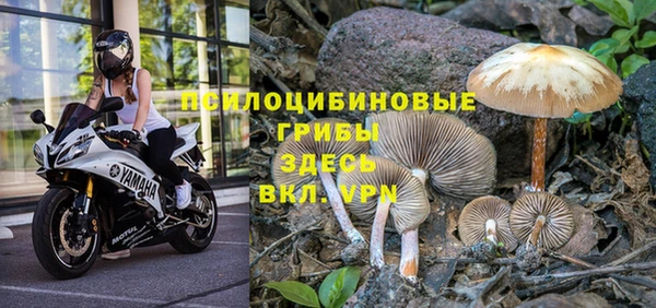 PSILOCYBIN Вяземский